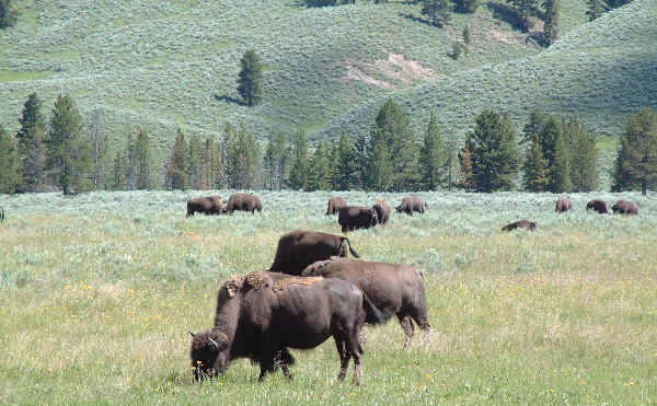 Bisons at Hayden Valley